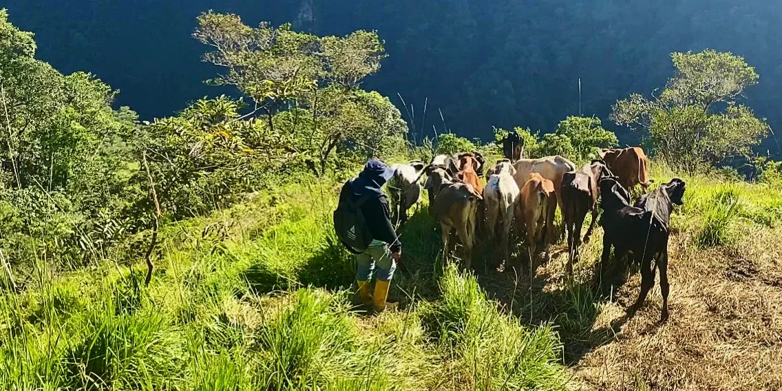 Loja Landscape